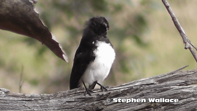 Willie-wagtail - ML201614121