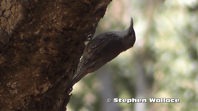 White-throated Treecreeper - ML201614161