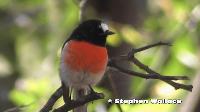 Scarlet Robin - ML201614171