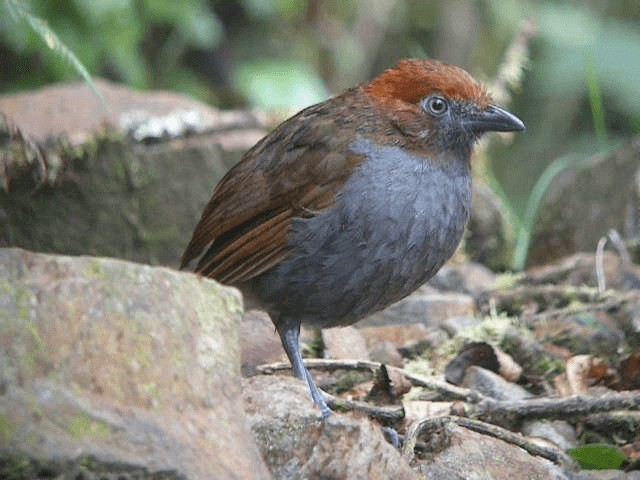 Grallaire à nuque rousse - ML201614201