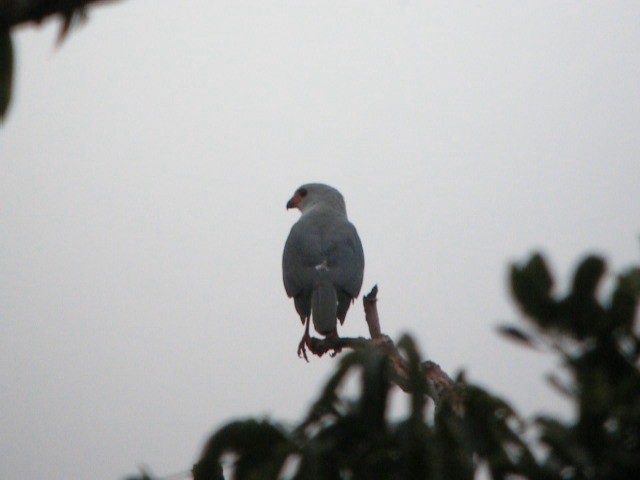 Gray-headed Goshawk - ML201614211