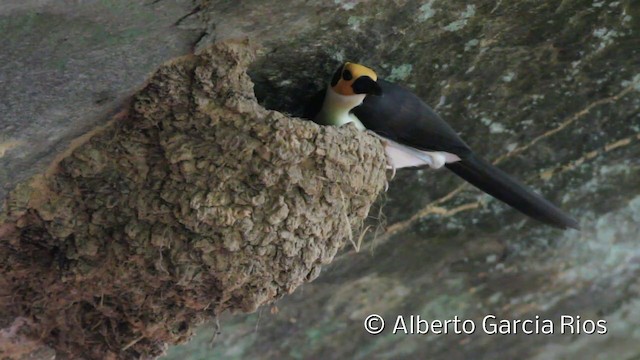 White-necked Rockfowl - ML201614241