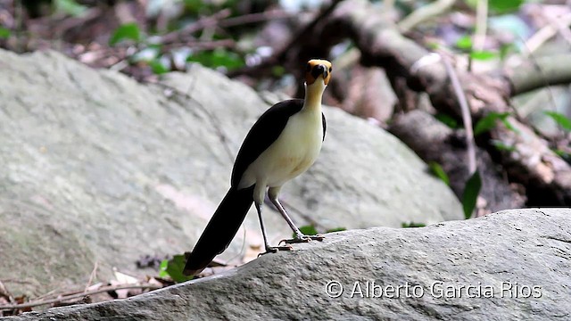 White-necked Rockfowl - ML201614251