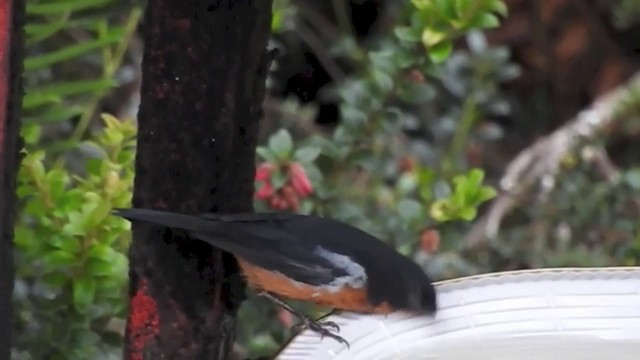 Black-throated Flowerpiercer - ML201614281