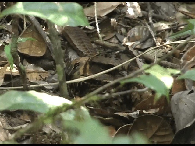 Collared Nightjar - ML201614311