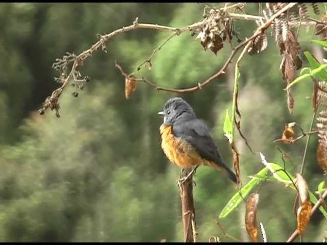 モリカワリツグミ - ML201614321