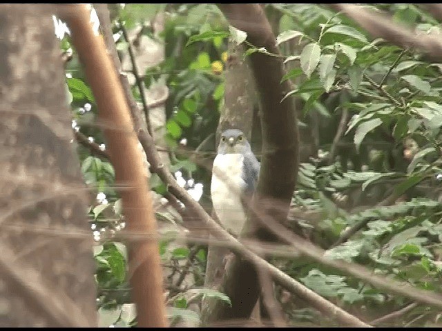 Frances's Sparrowhawk - ML201614331