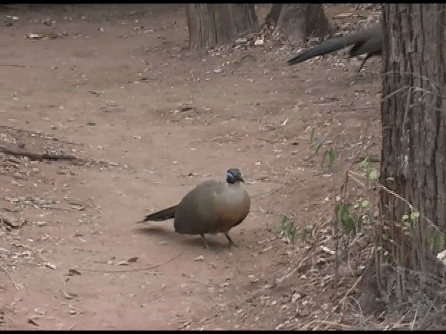 Coua géant - ML201614341