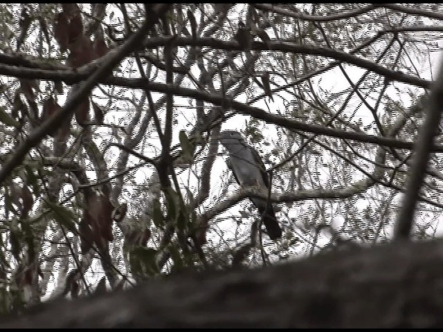 Cuckoo-roller - ML201614361