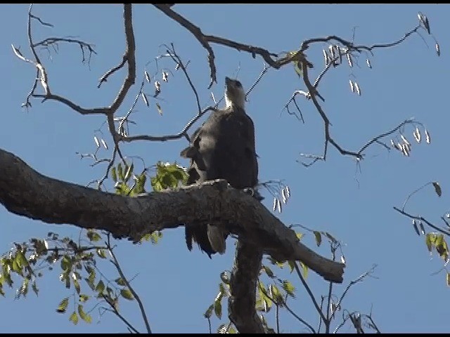 Мадагаскарский орлан - ML201614381