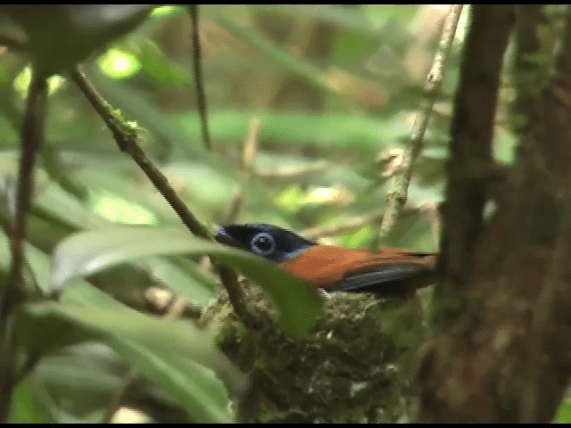 Malagasy Paradise-Flycatcher - ML201614401