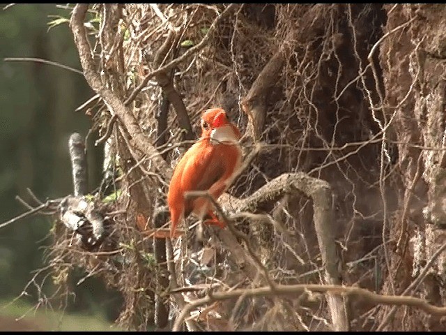 Martin-pêcheur malgache - ML201614411