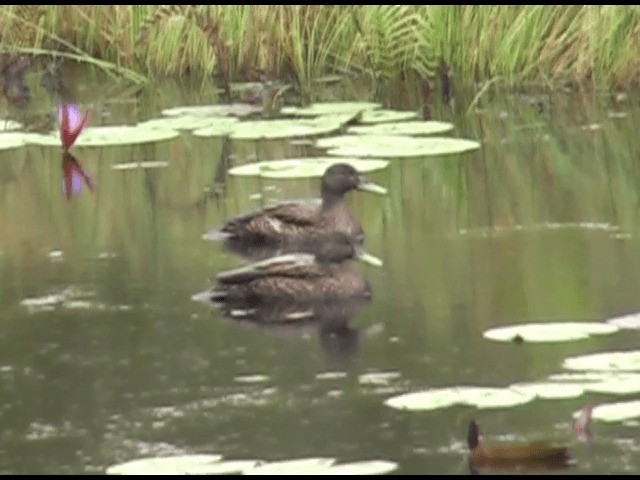 Canard de Meller - ML201614451