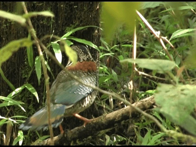 Brachyptérolle écaillé - ML201614461