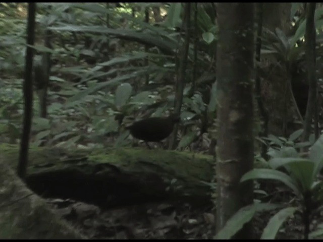 Madagascar Forest Rail - ML201614521