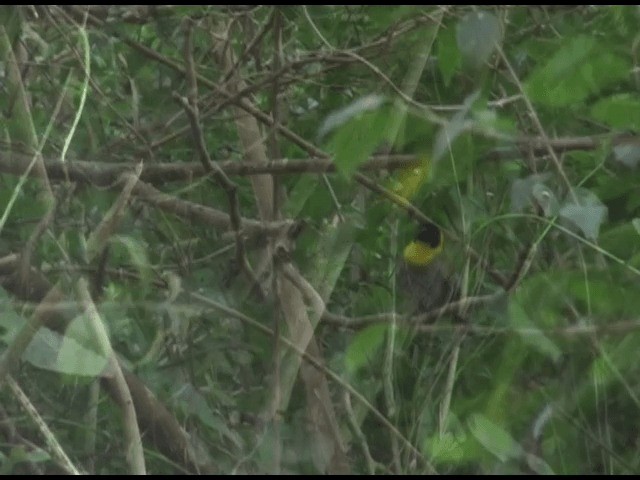 Nelicourvi Weaver - ML201614541