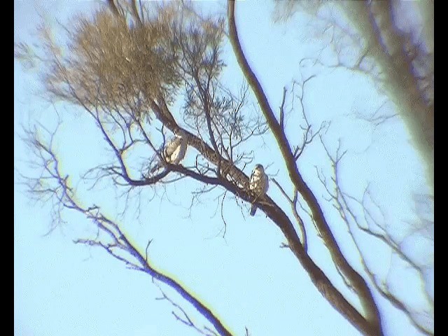 Gray Falcon - ML201614561