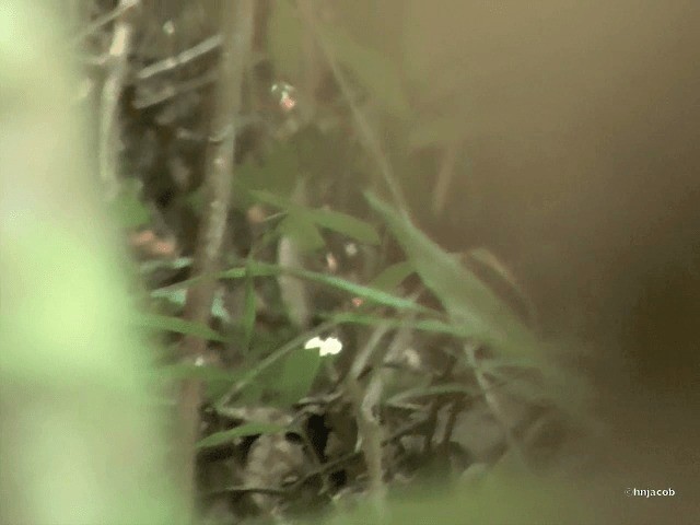 Stirnhaubentapaculo - ML201614581