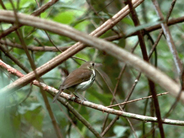 Mosquero Terrestre Sureño - ML201614591