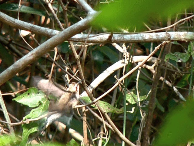 kolibřík běloknírkový - ML201614601
