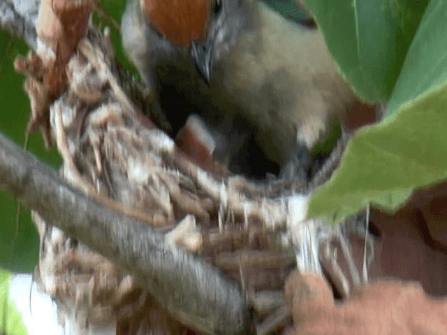 Burnished-buff Tanager (Stripe-bellied) - ML201614621