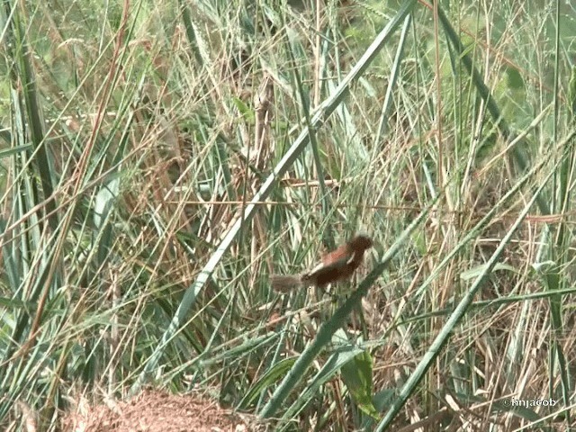 Chestnut Seedeater - ML201614631