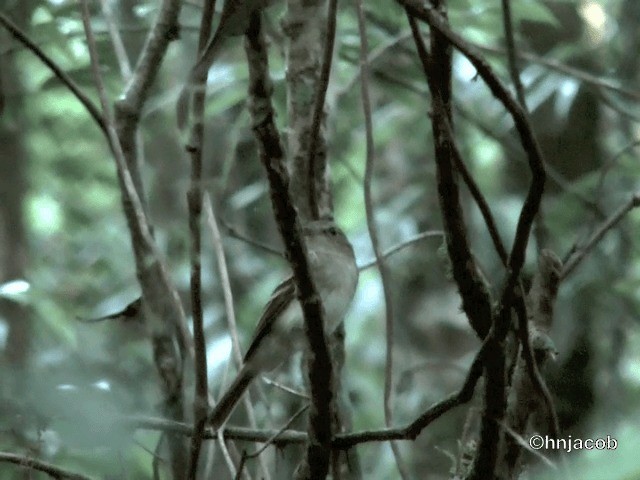 Euler's Flycatcher - ML201614671