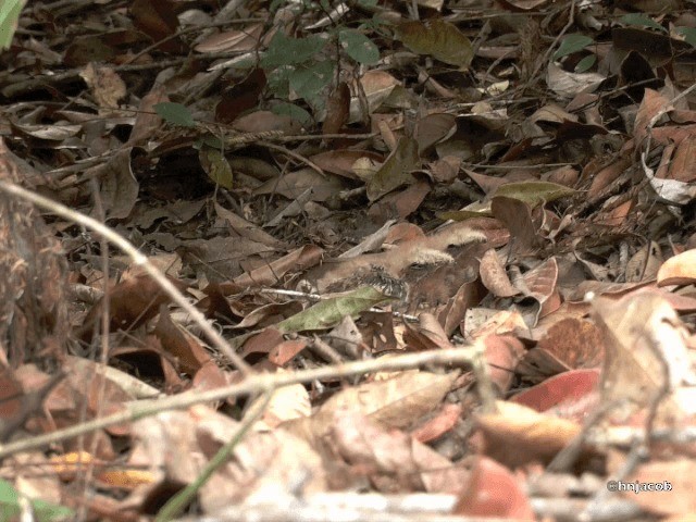 Rufous Nightjar (South American) - ML201614691