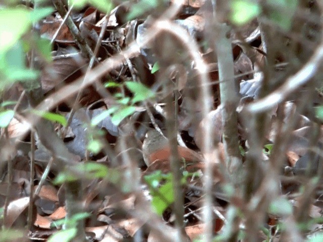 Ochre-cheeked Spinetail - ML201614701