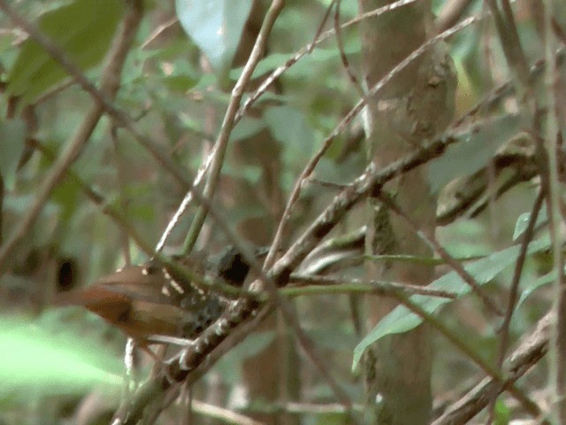 Scalloped Antbird - ML201614731