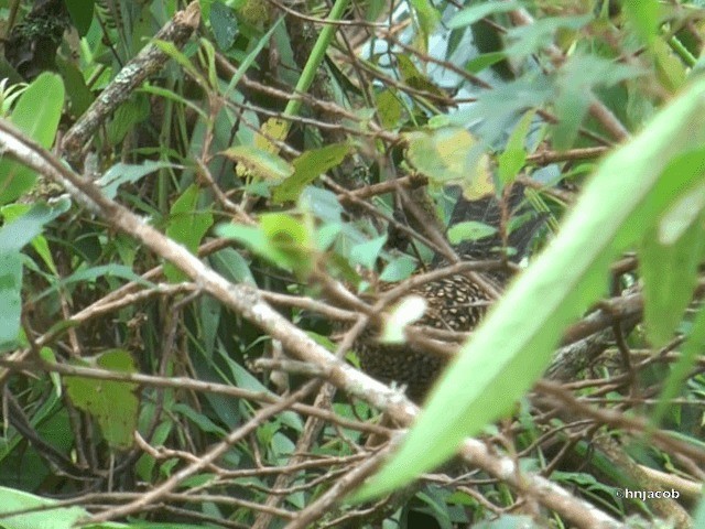 Tufted Antshrike - ML201614761