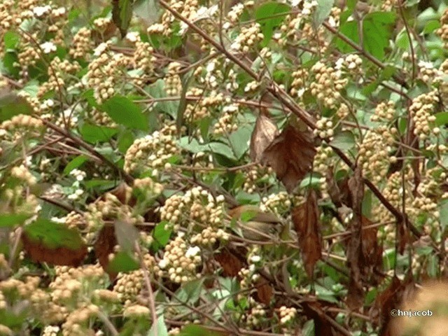 Brown-winged Parrotbill - ML201614781