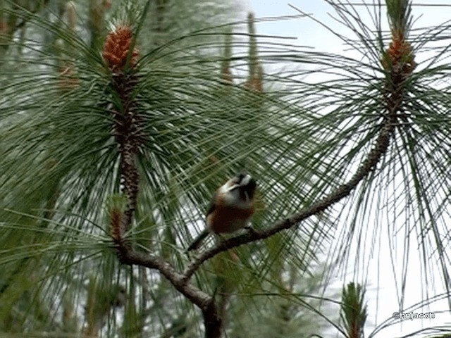 Black-browed Tit (Black-browed) - ML201614791