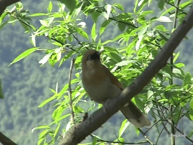 Buffy Laughingthrush - ML201614811