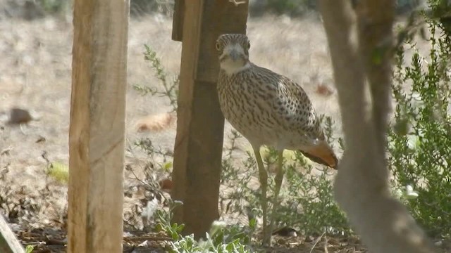 Spotted Thick-knee - ML201614871