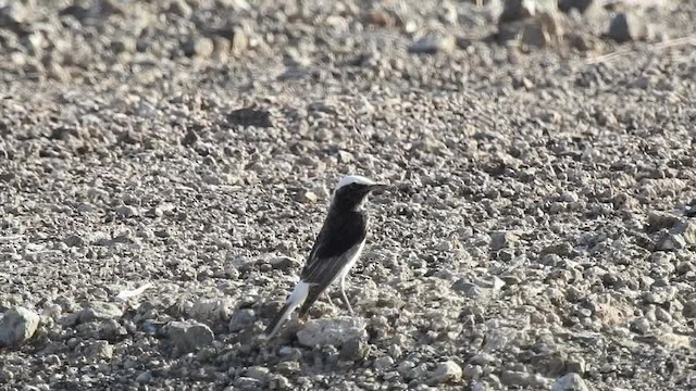 Hooded Wheatear - ML201614891