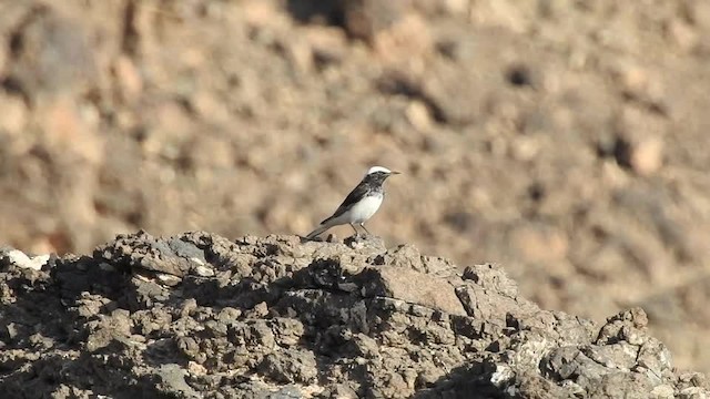 Hooded Wheatear - ML201614901