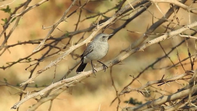 ハイイロイワビタキ - ML201614921