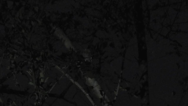 Arabian Scops-Owl - ML201614931