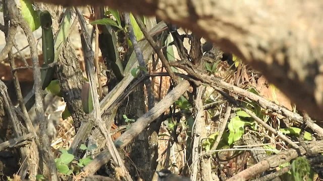 Black-crowned Tchagra (Black-crowned) - ML201614941