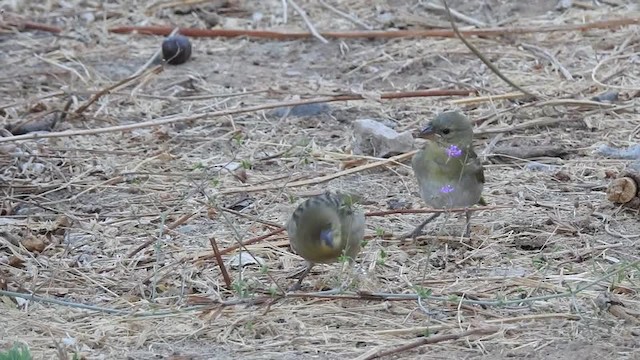 Rüppell's Weaver - ML201614951