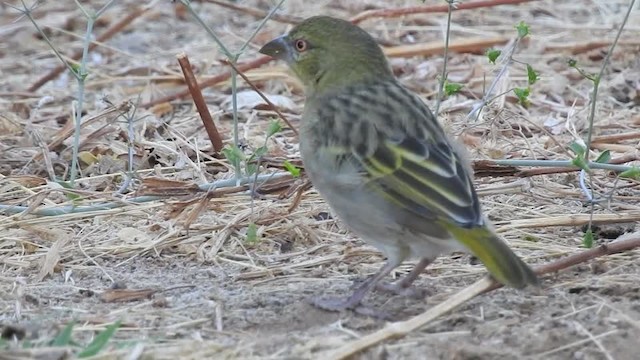 Rüppell's Weaver - ML201614961