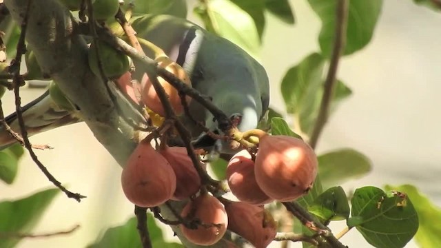 Bruce's Green-Pigeon - ML201614991