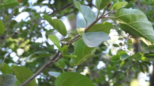 Abyssinian White-eye - ML201615001