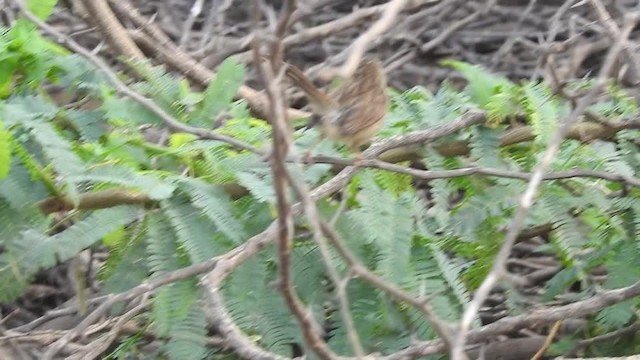 Graceful Prinia - ML201615051