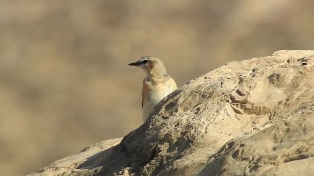 Desert Wheatear - ML201615071