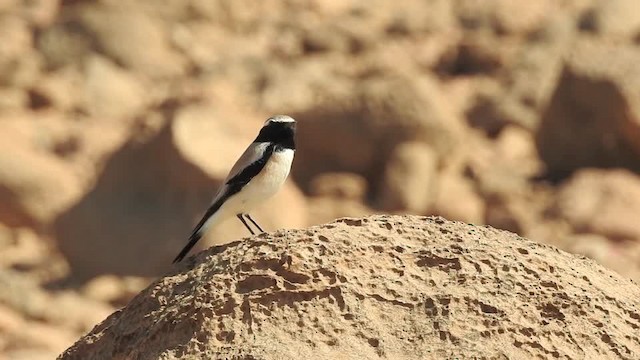 Desert Wheatear - ML201615081