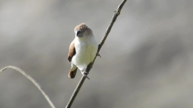 African Silverbill - ML201615121