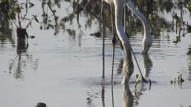 plameňák růžový - ML201615131