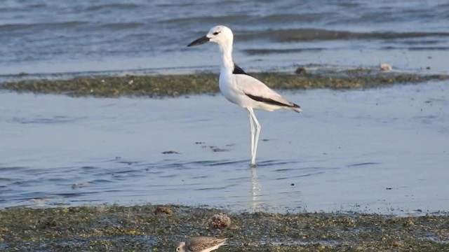 Crab-Plover - ML201615151